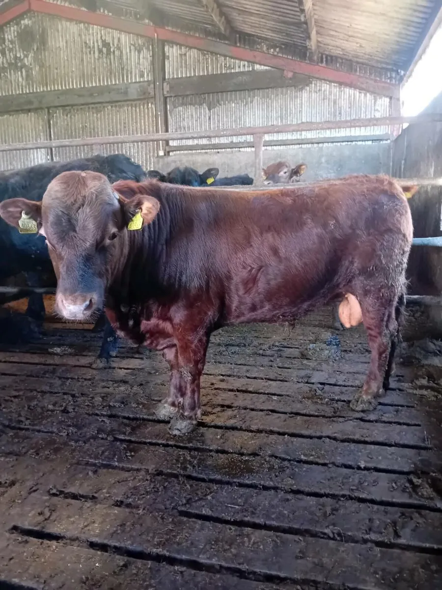 Dexter bulls for sale - Image 1