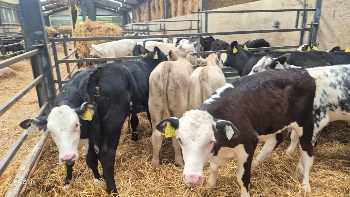 14 Heifers Ready for grass - Image 1
