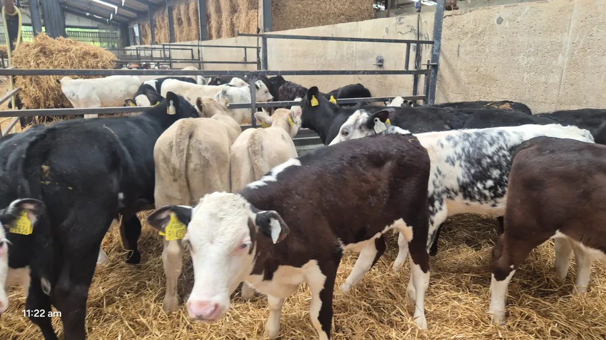 14 Heifers Ready for grass - Image 3