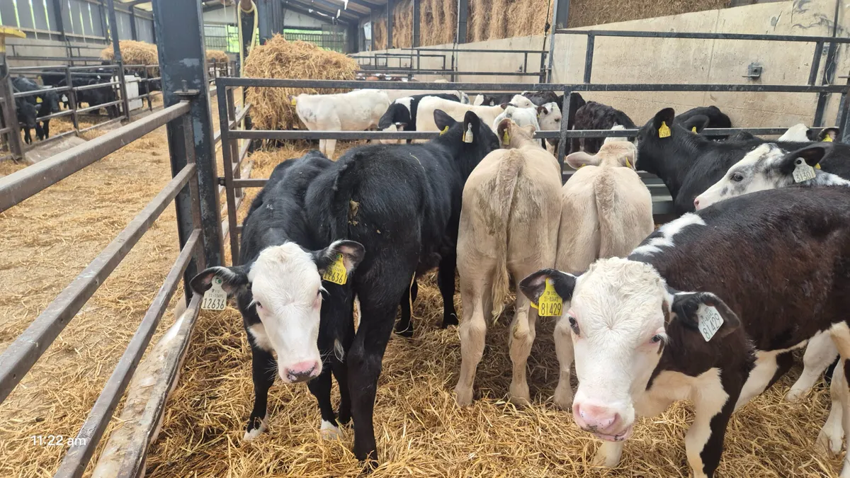 14 Heifers Ready for grass - Image 4