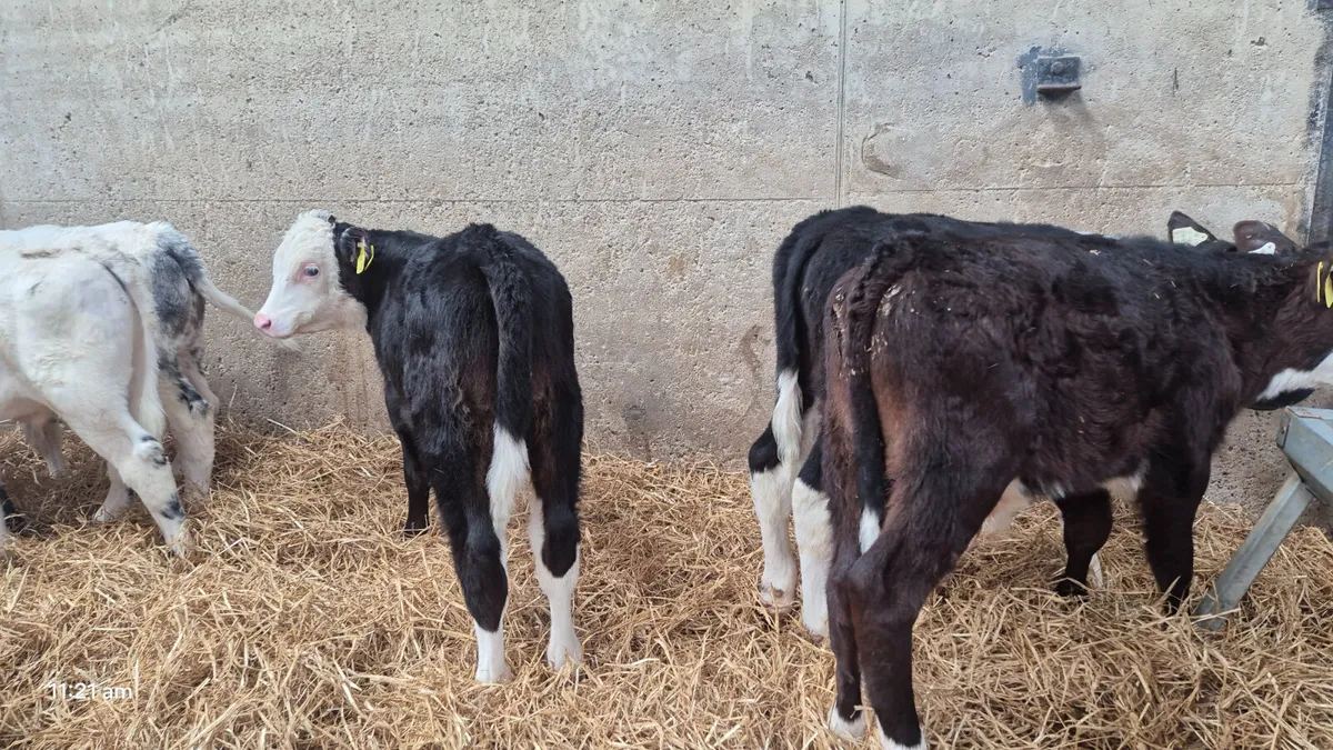 10 Reared Bulls  Ready for Grass 🌱 - Image 1