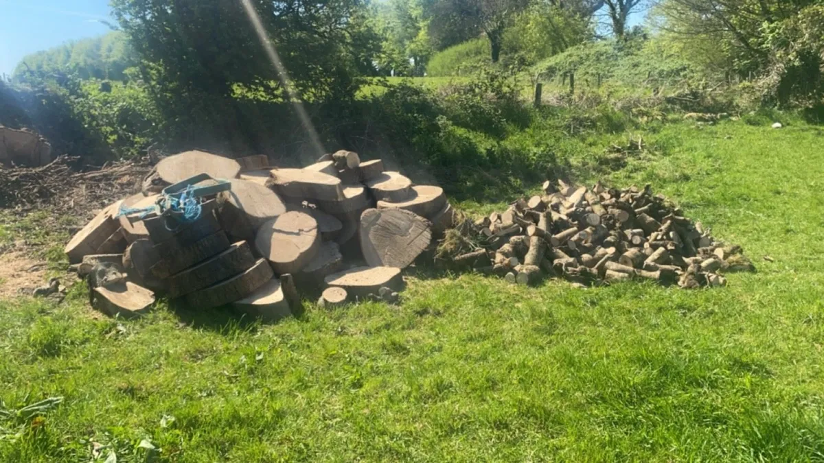 Chainsaw work/Tree felling/hedge trimming+removal - Image 2
