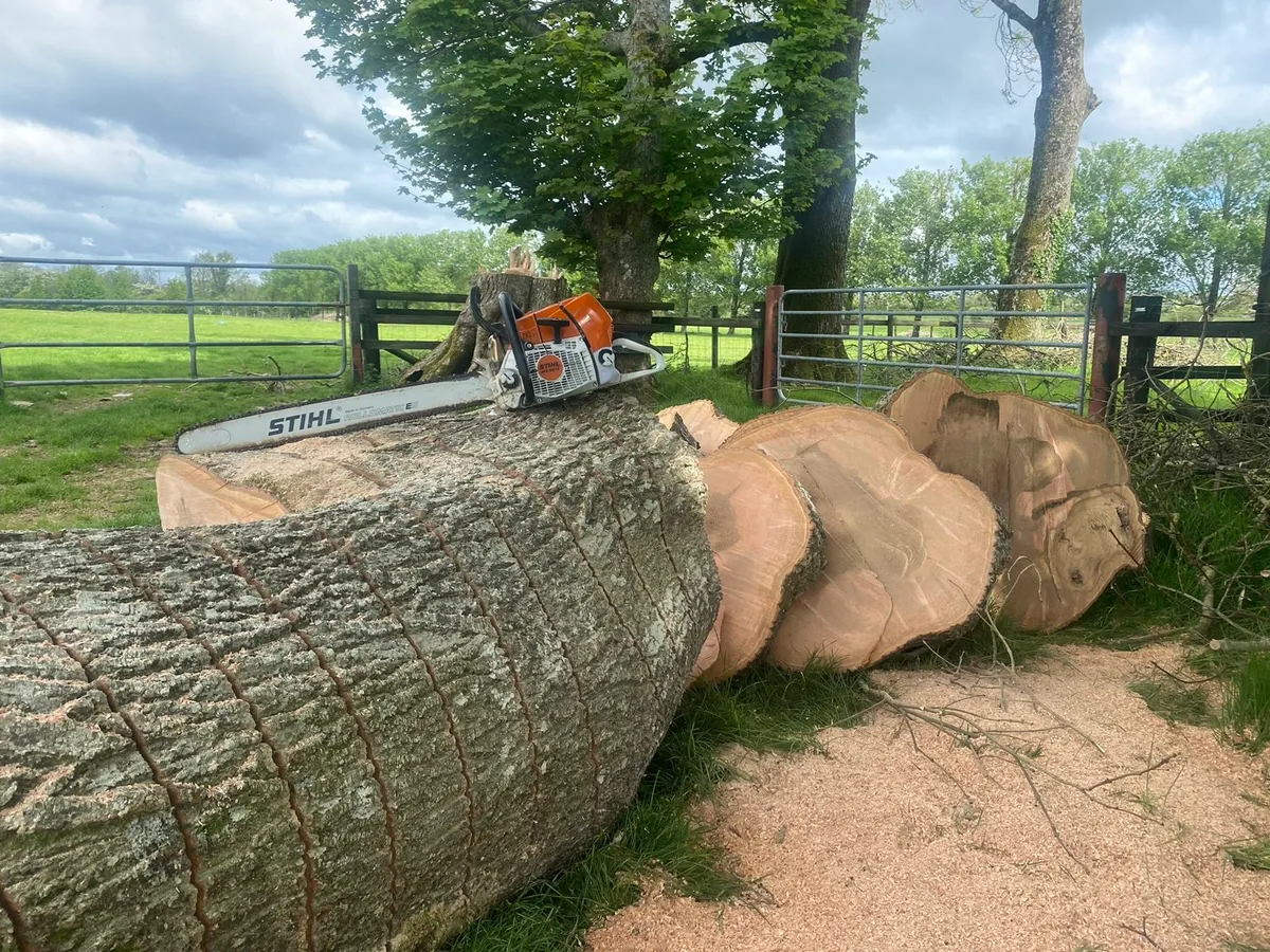 Chainsaw work/Tree felling/hedge trimming+removal - Image 1