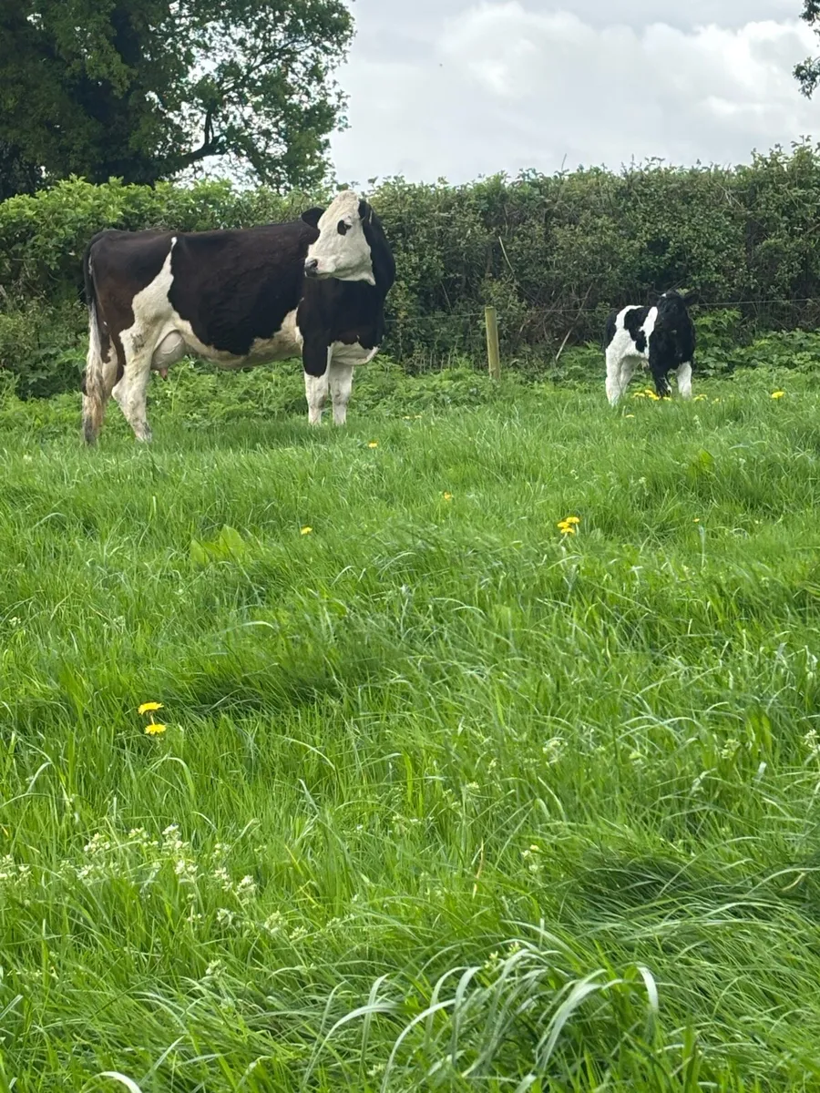 Simmental cow with ai blue  bull calf at foot - Image 1