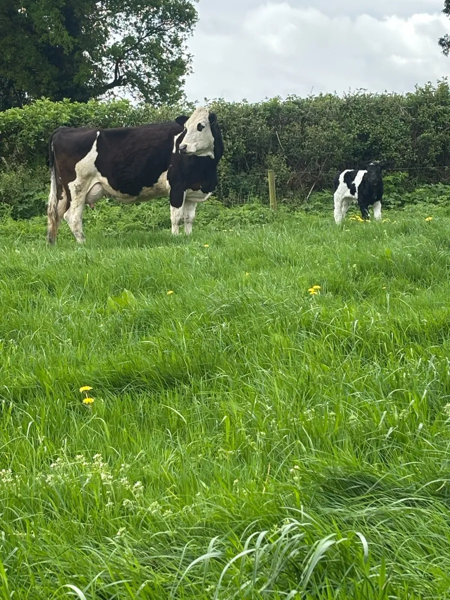 Simmental cow with ai blue  bull calf at foot - Image 2