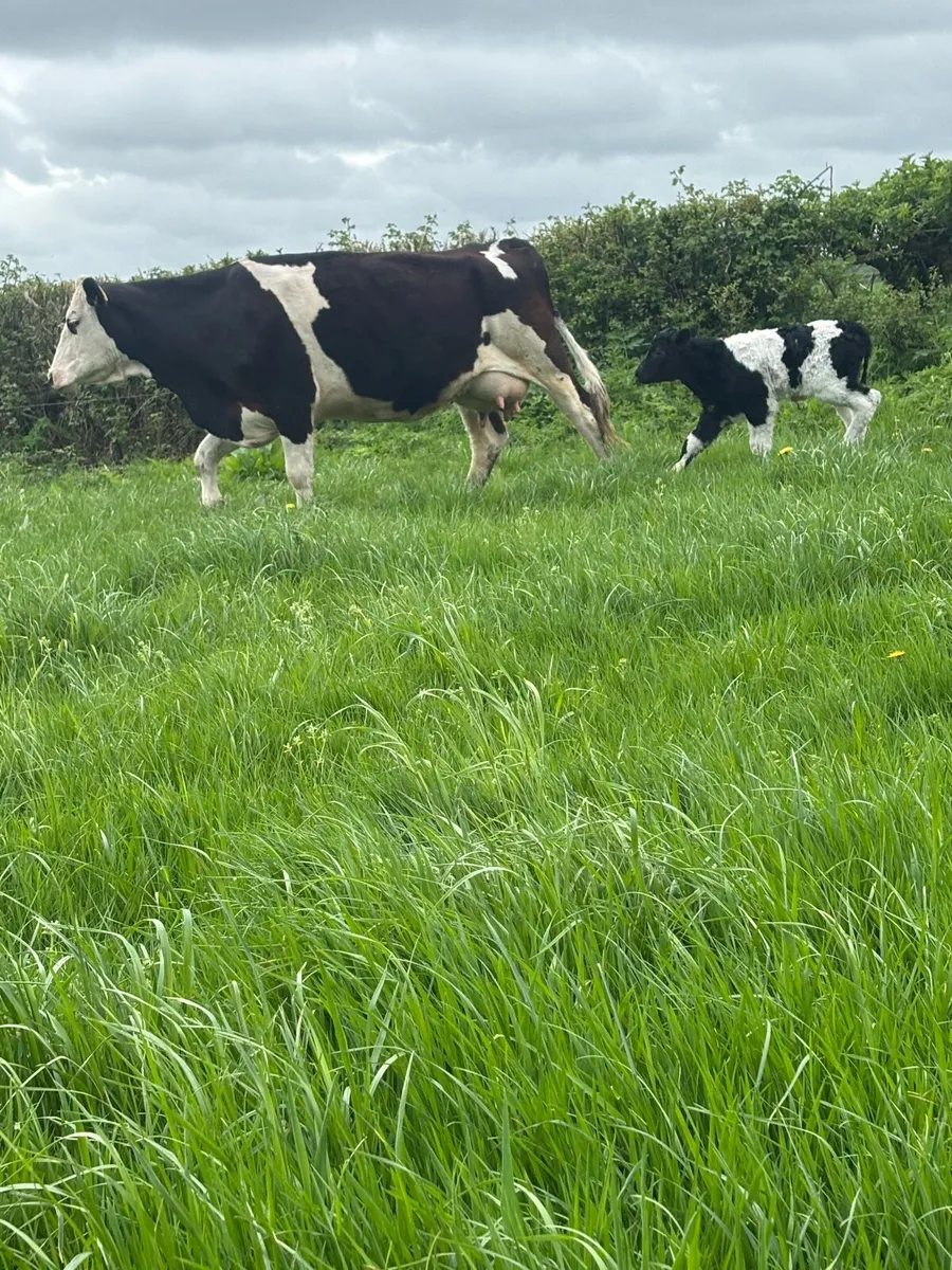 Simmental cow with ai blue  bull calf at foot - Image 3