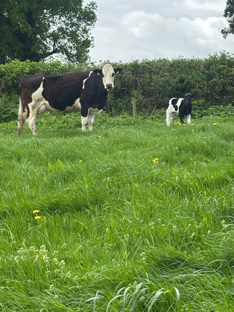 Simmental cow with ai blue  bull calf at foot - Image 4
