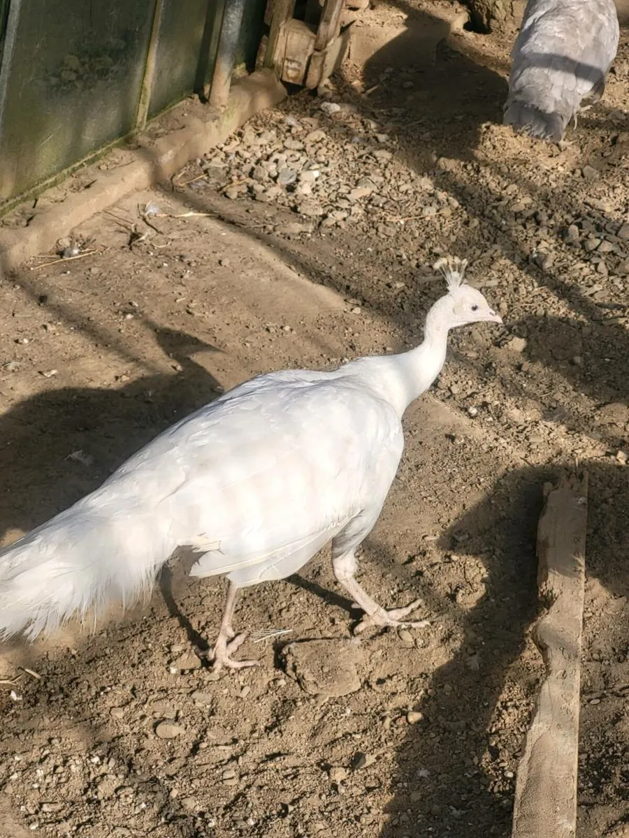 Peacock - Image 4
