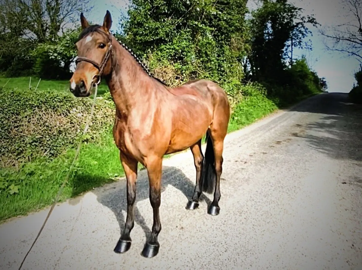 4 year old Connie X - Image 2