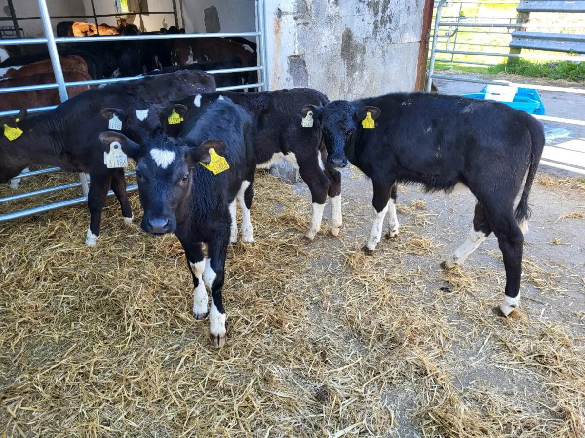 Top friesian  heifer  calves - Image 1