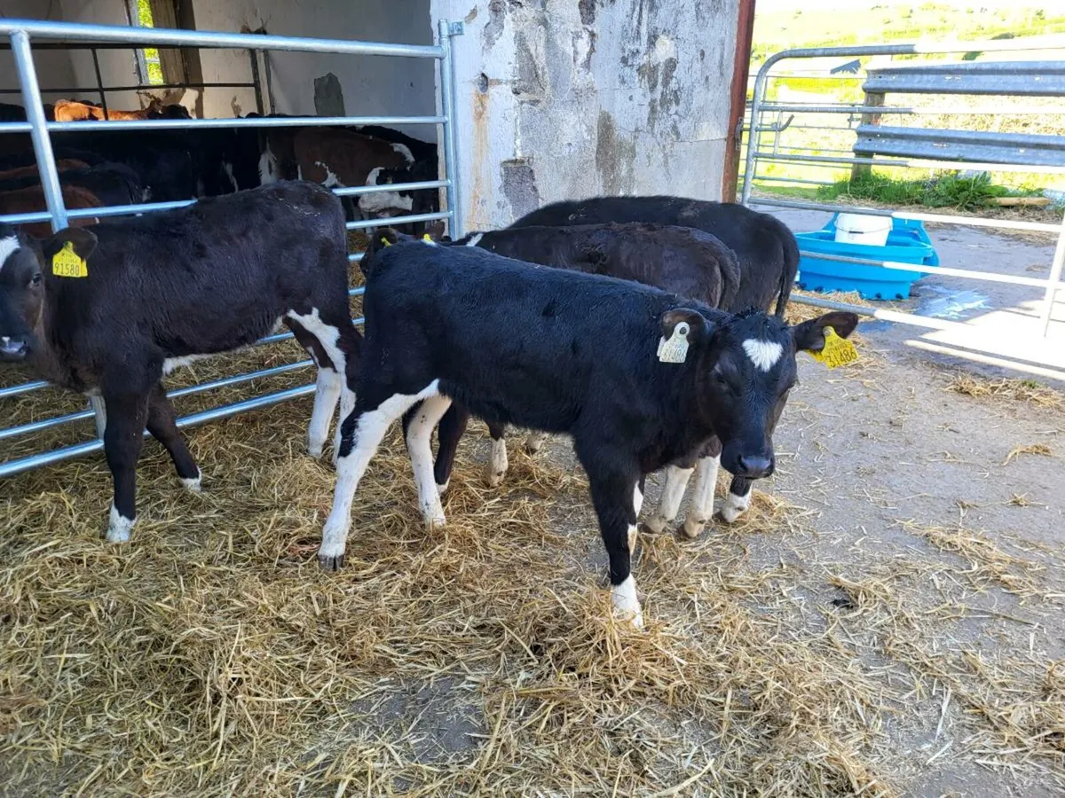 Top friesian  heifer  calves - Image 2