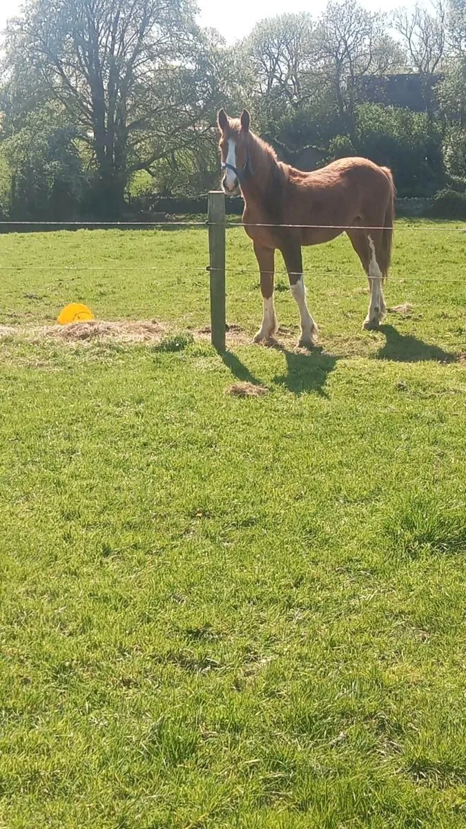 Irish draught mare and selection of stock - Image 2