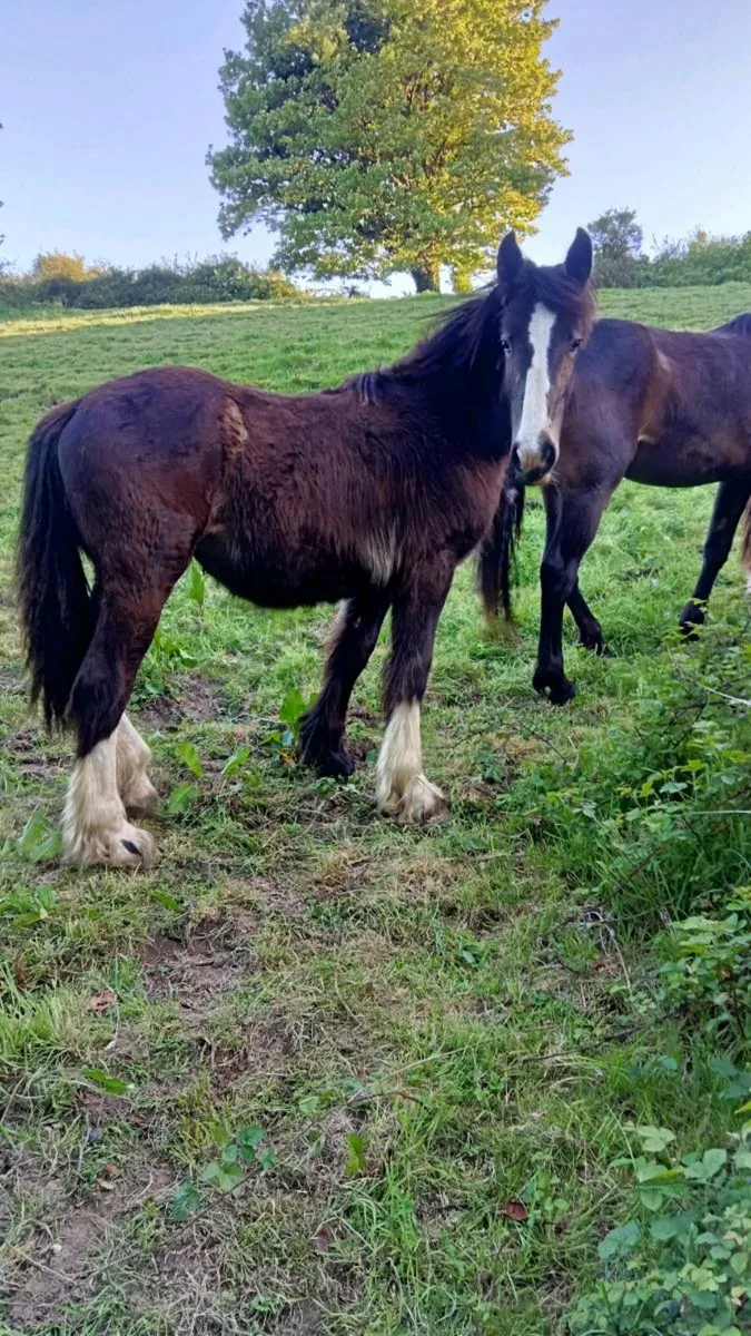 Irish draught mare and selection of stock - Image 3