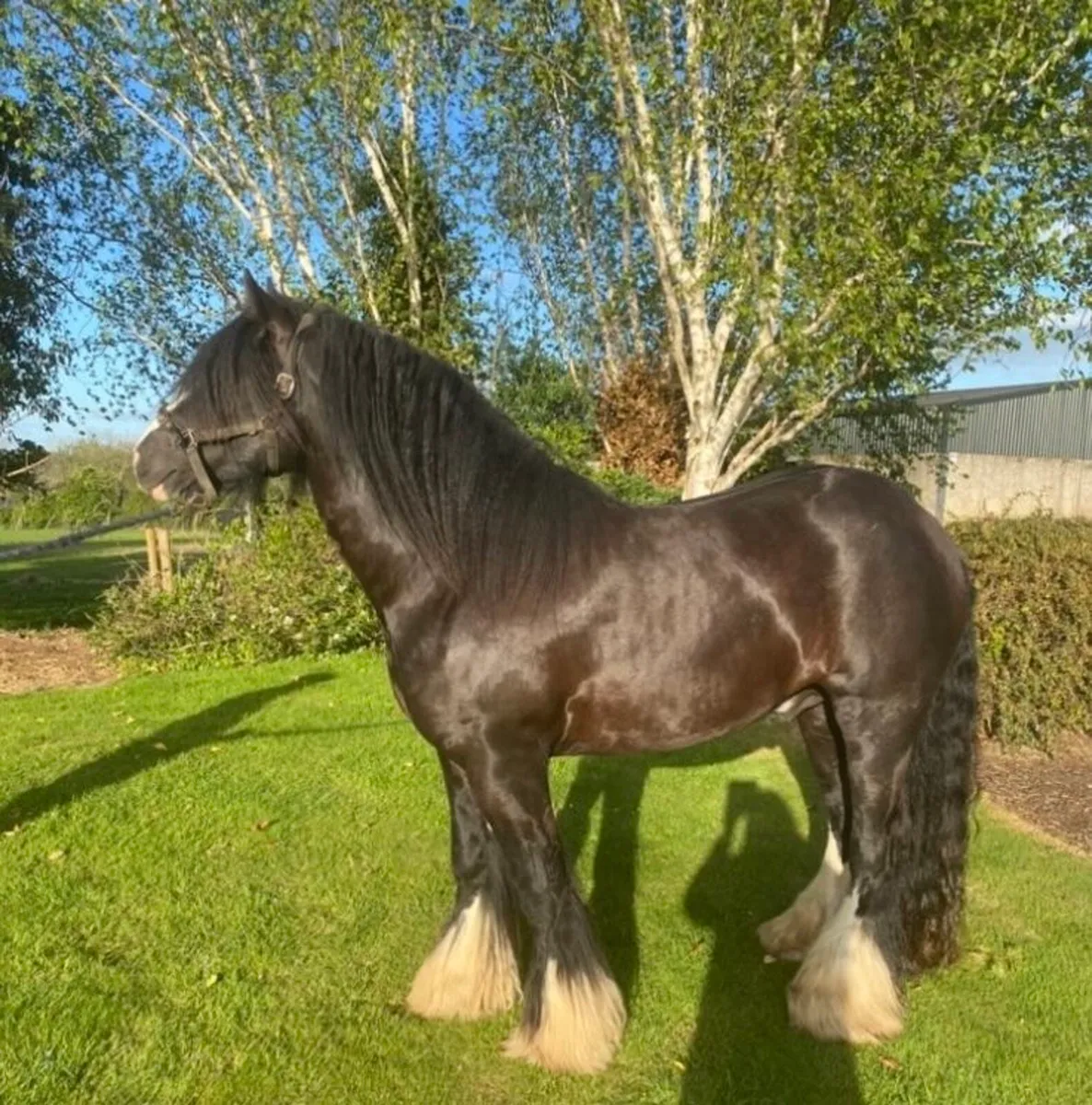 Jet!!! Heavy black Cob at Stud - Image 2