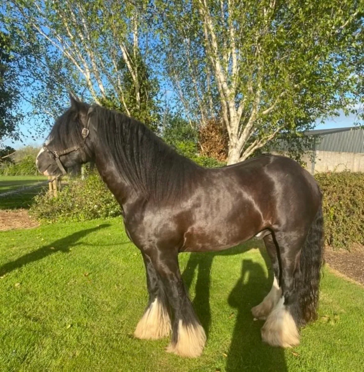 Jet!!! Heavy black Cob at Stud - Image 3