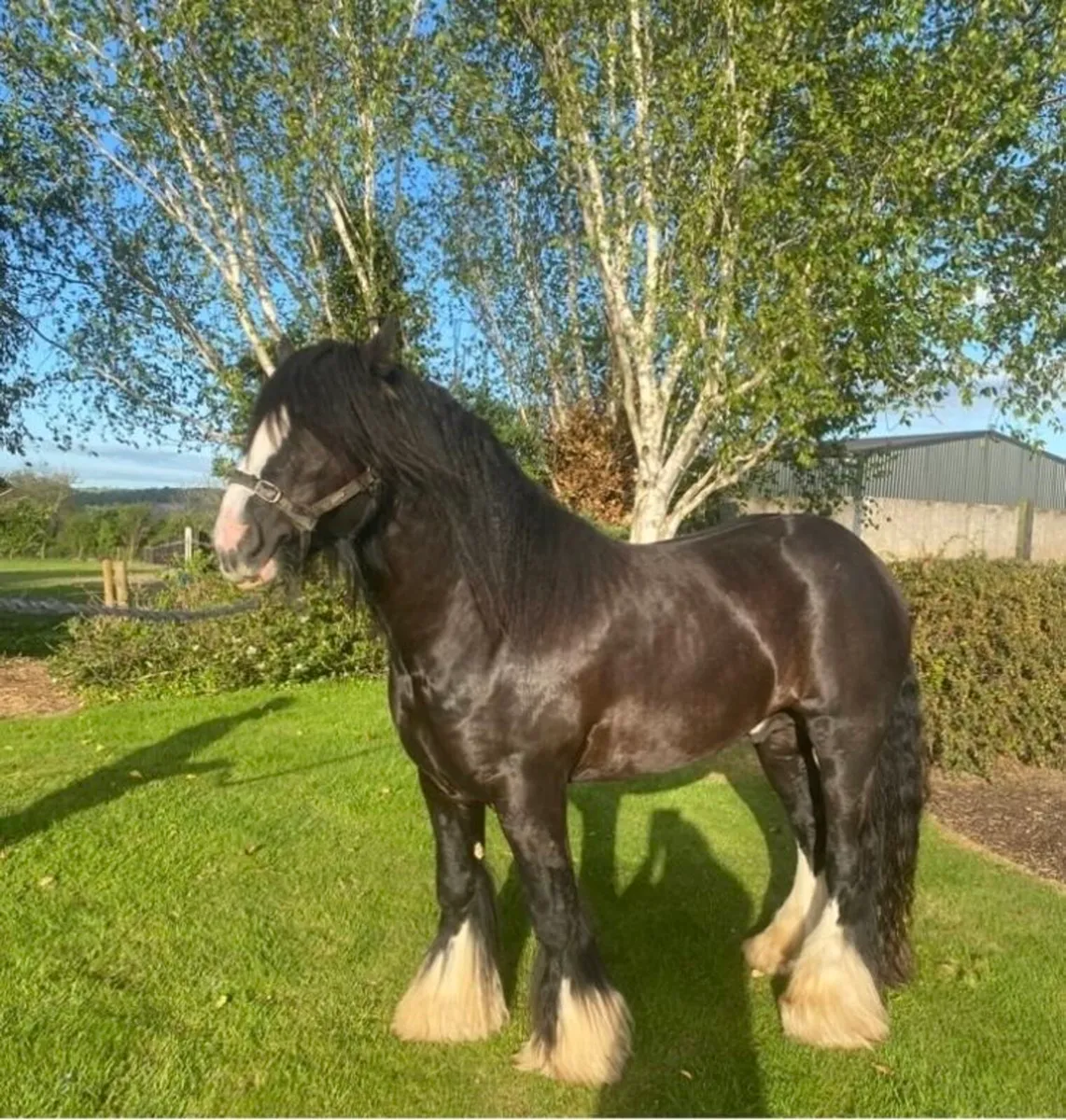 Jet!!! Heavy black Cob at Stud - Image 4
