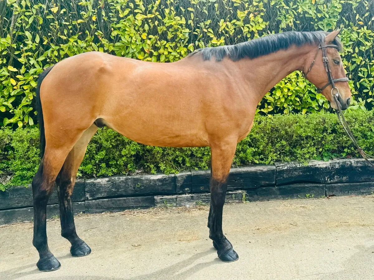 Lovely riding horse. - Image 3