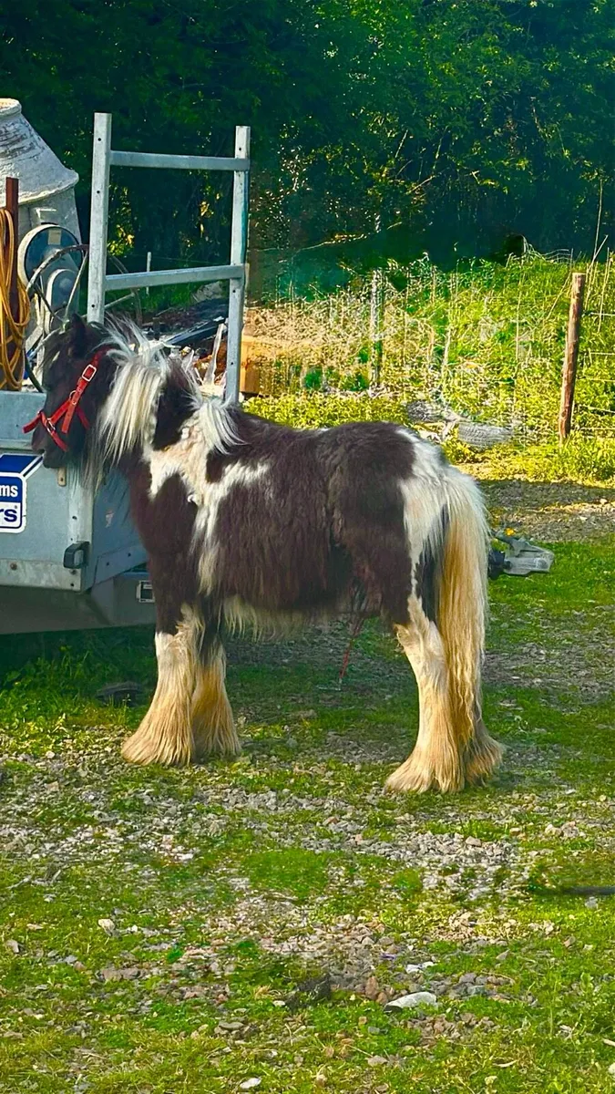 Pony - Image 1