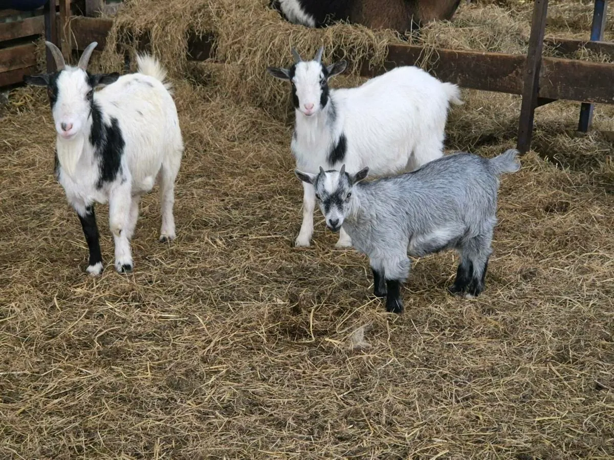 Pygmy and boer goats - Image 2