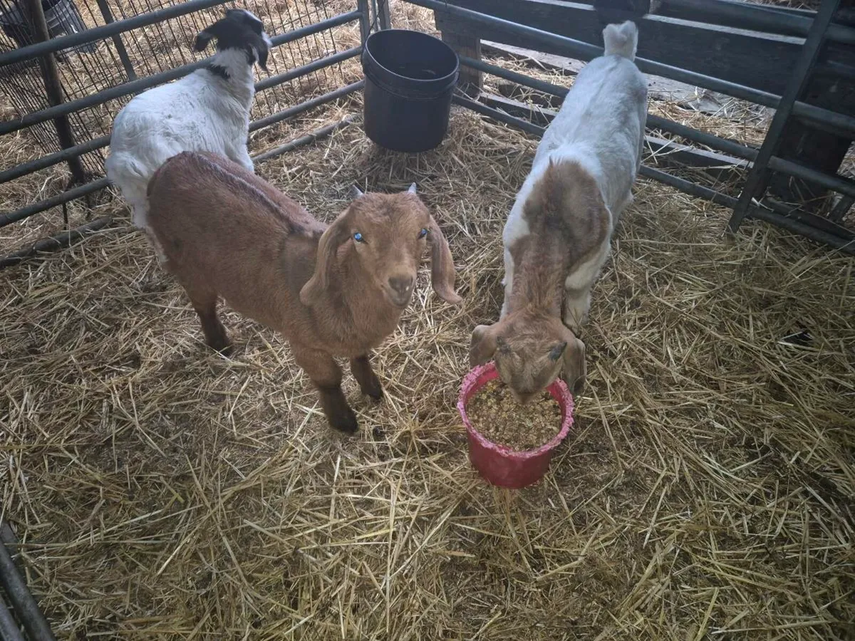 Pygmy and boer goats - Image 1