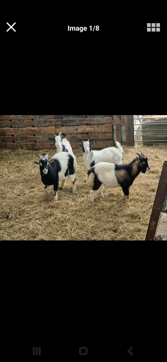 Pygmy and boer goats - Image 3