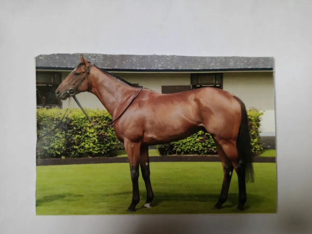 Standing At Stud Leading Light