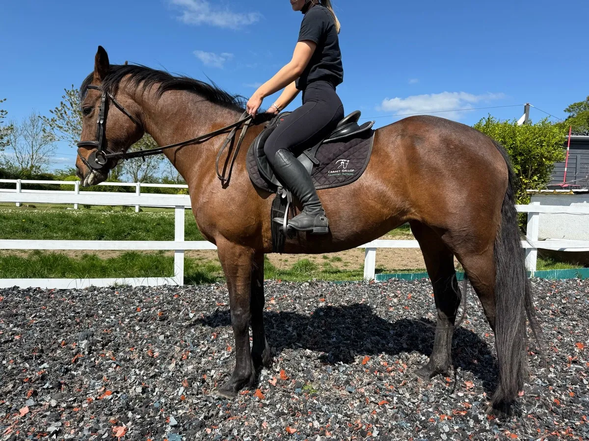 16hh bay ISH mare - Image 1