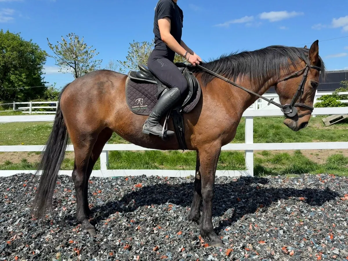 16hh bay ISH mare - Image 2