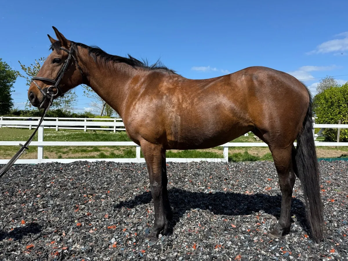 16hh bay ISH mare - Image 3