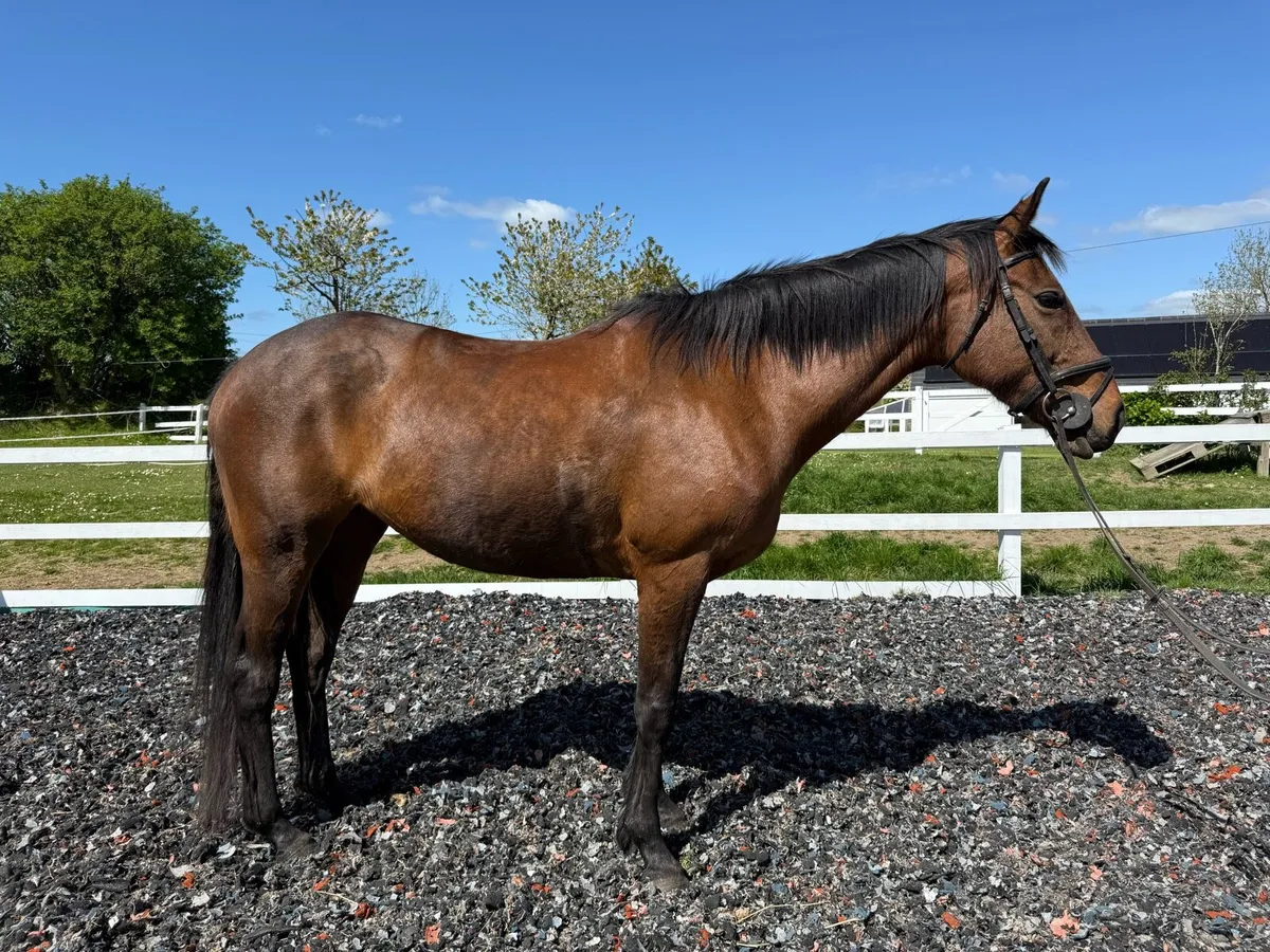 16hh bay ISH mare - Image 4
