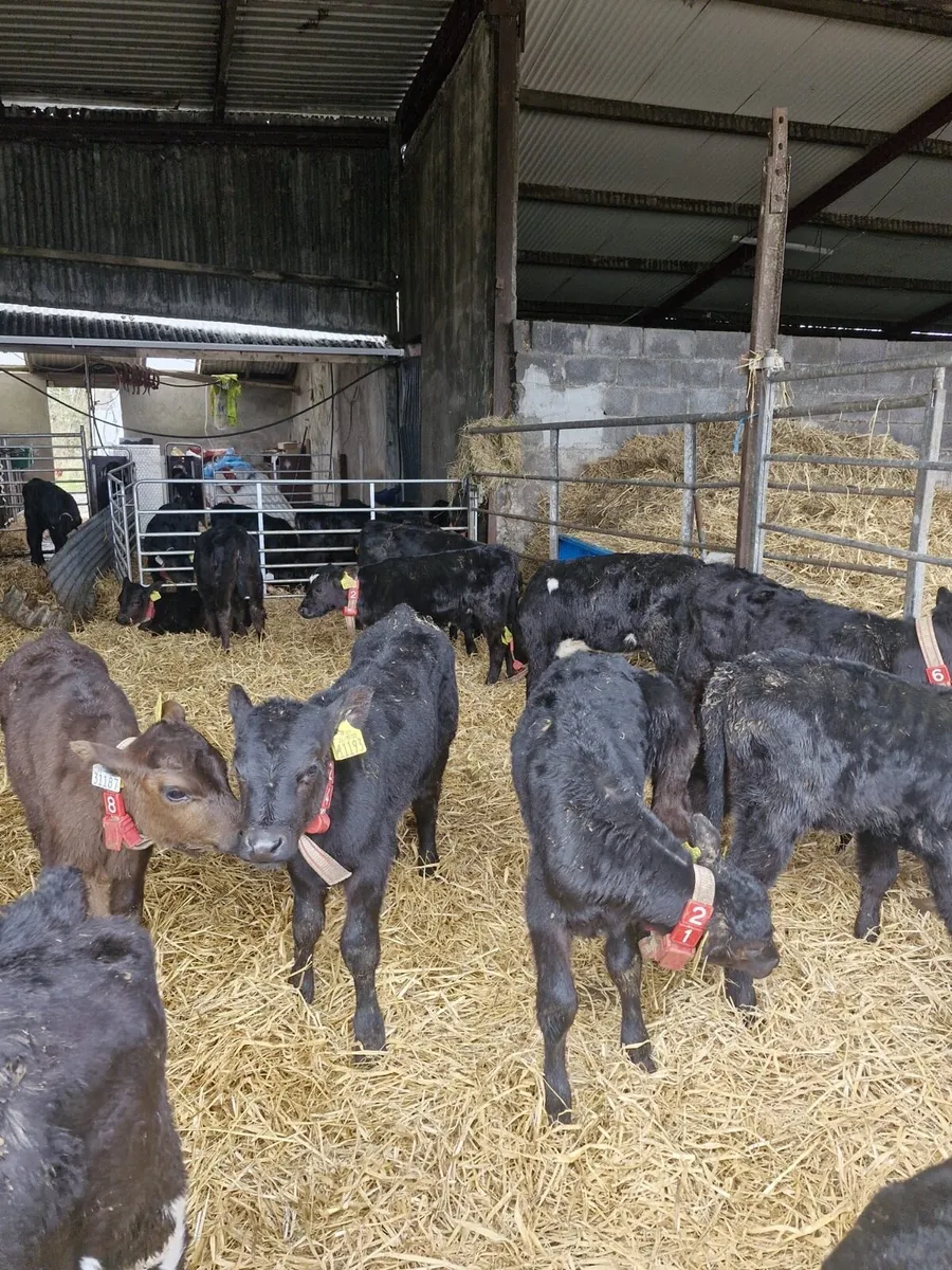 AA calves bulls and heifers