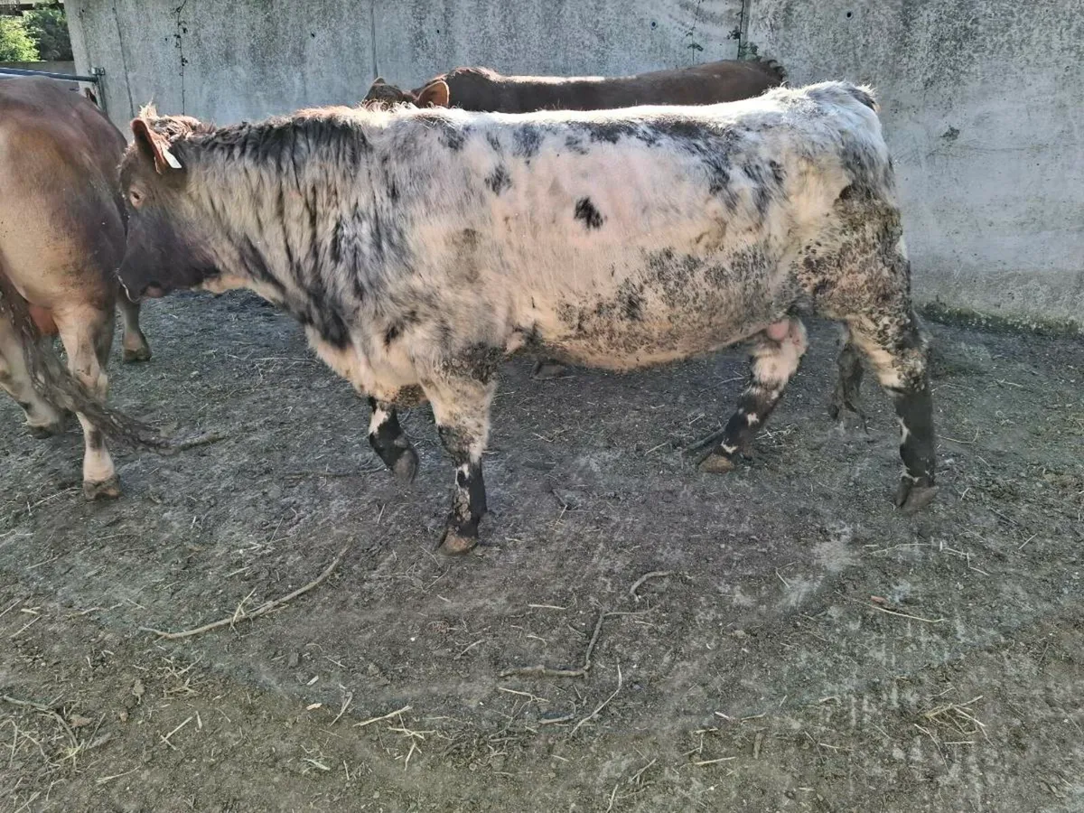 Shorthorn bull - Image 2