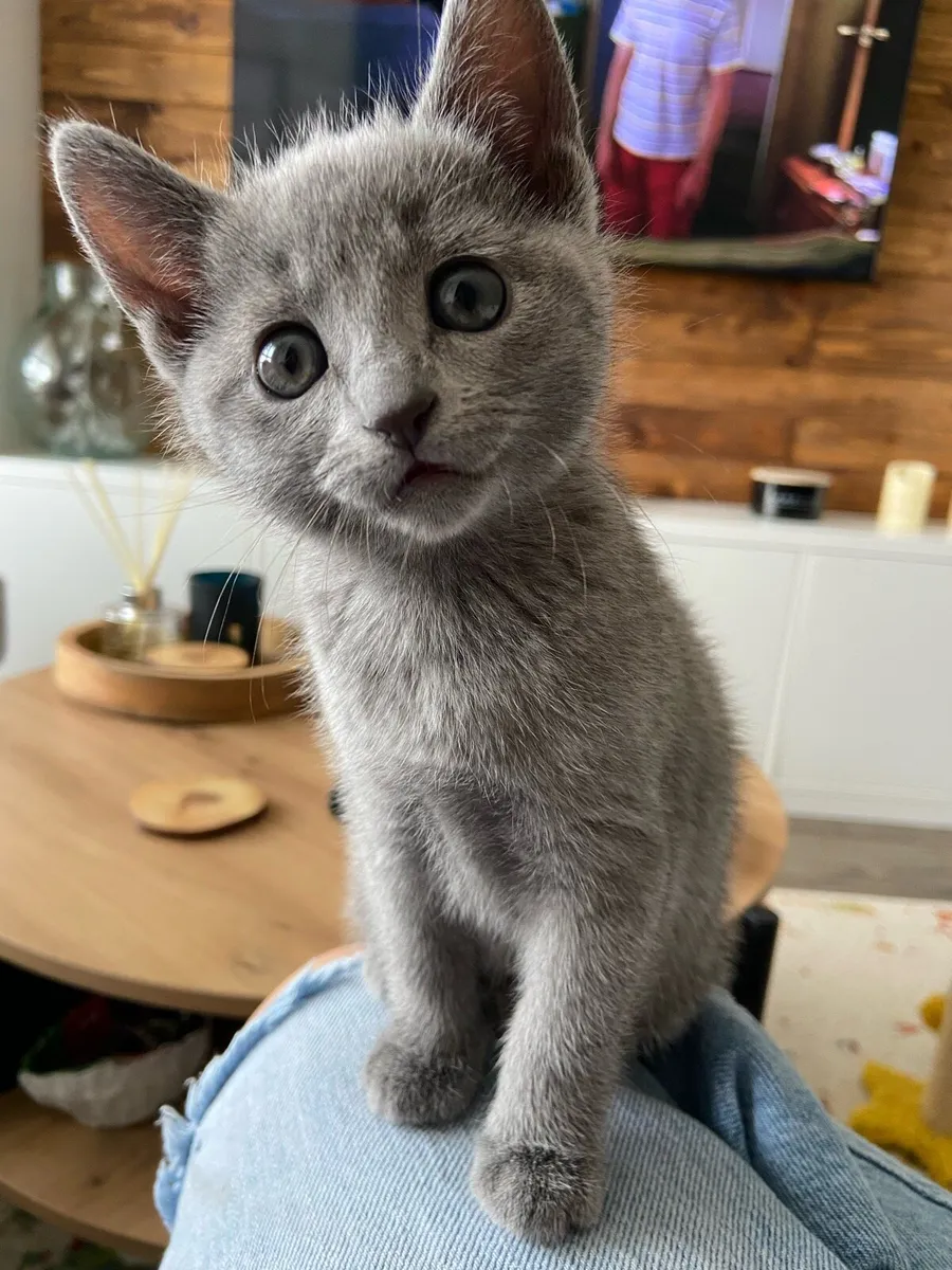 Russian Blue - Image 1
