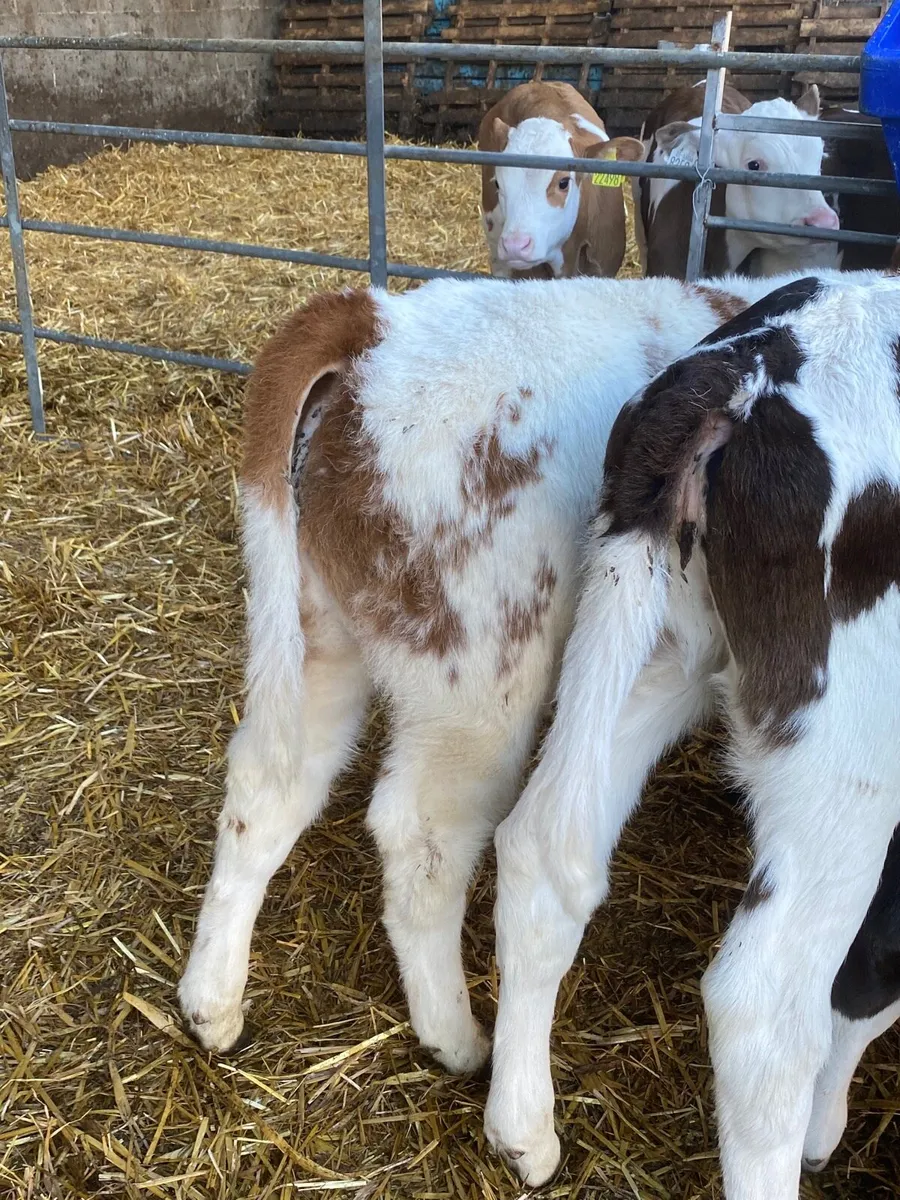 Super Red Roan Belgian Blue Carlow Mart - Image 3