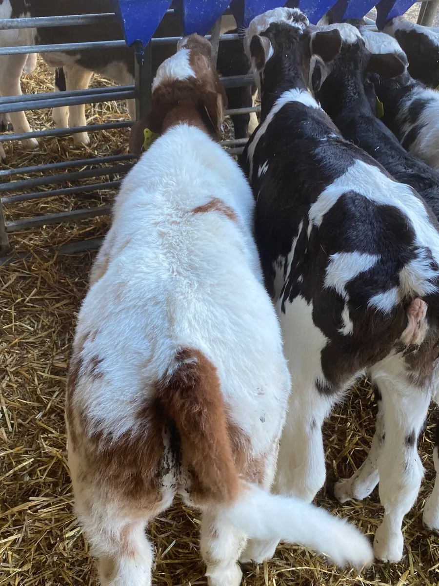 Super Red Roan Belgian Blue Carlow Mart - Image 4