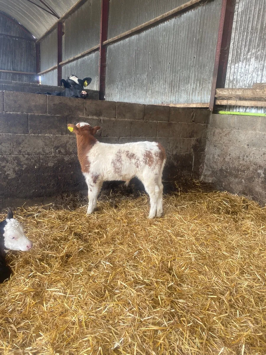 Super Red Roan Belgian Blue Carlow Mart - Image 2