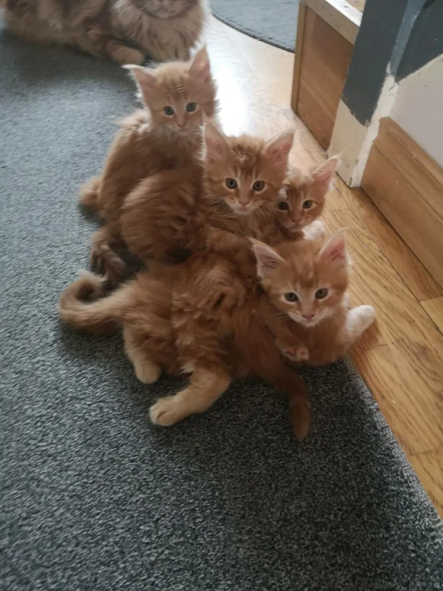 Red main coon kittens - Image 2