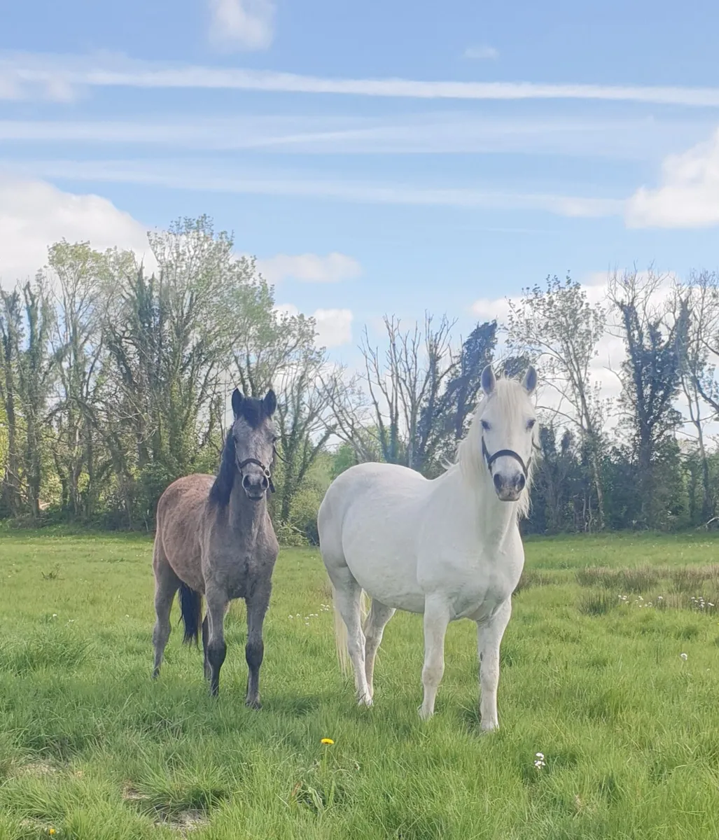 Connemara mare and yearling - Image 1