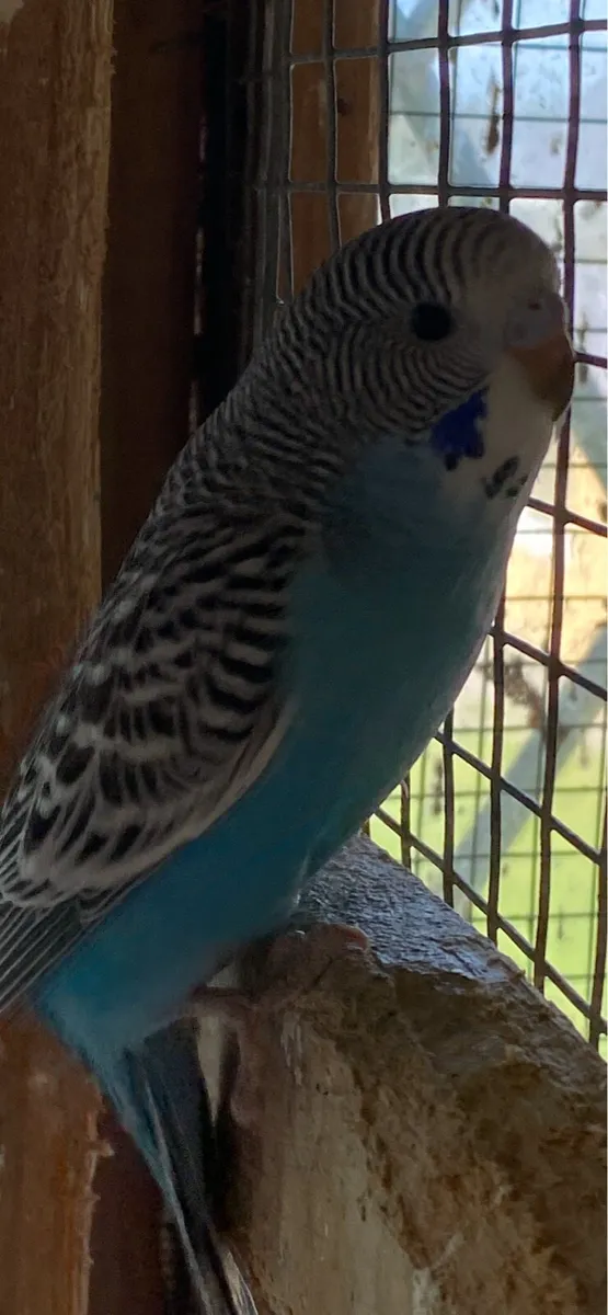 Baby budgies - Image 2