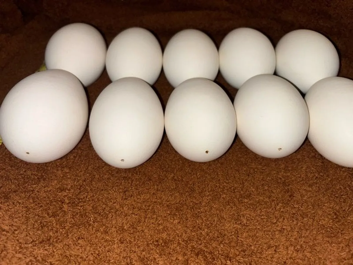 Egg-Goose-Large-Blown-Easter-Crafts - Image 1