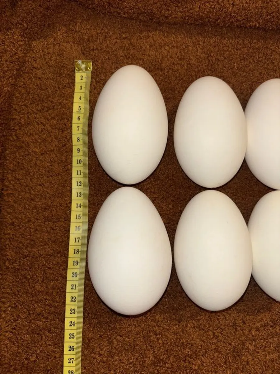 Egg-Goose-Large-Blown-Easter-Crafts - Image 2