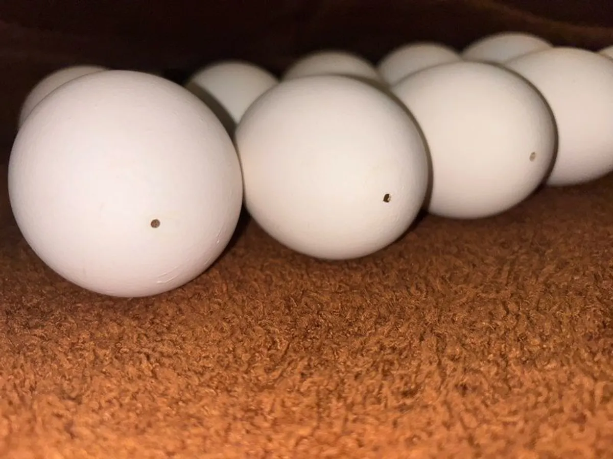 Egg-Goose-Large-Blown-Easter-Crafts - Image 3