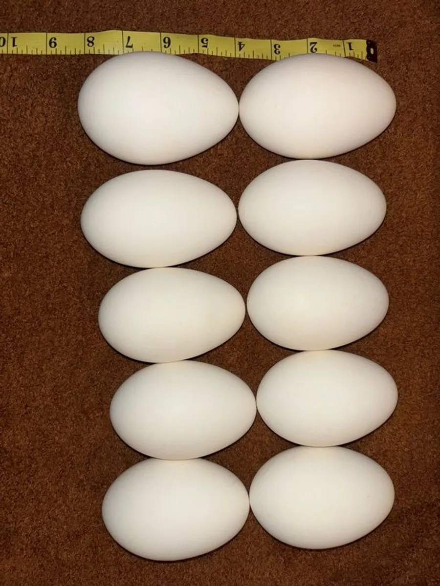 Egg-Goose-Large-Blown-Easter-Crafts - Image 4