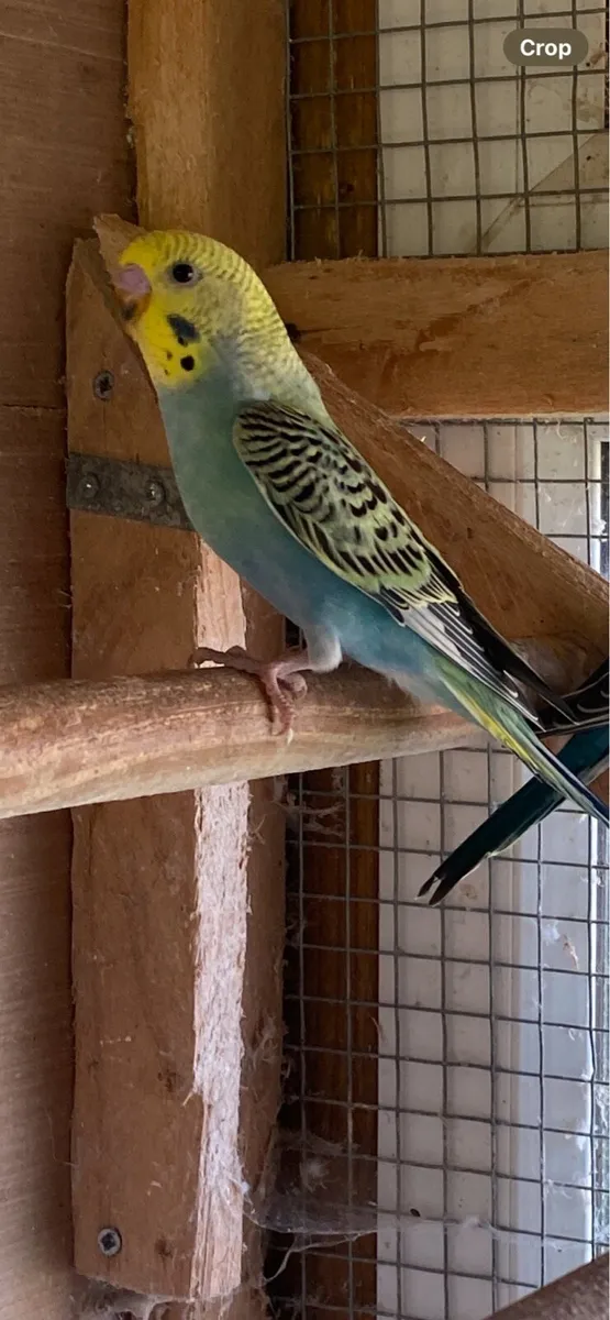 Baby budgies - Image 1