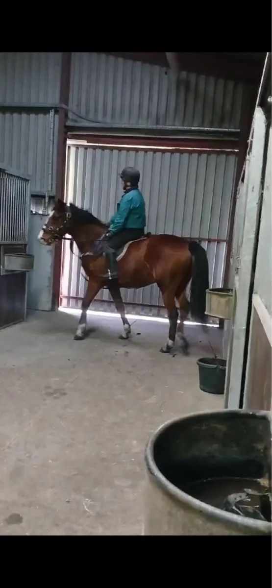 3 year old Irish Sports Horse - Image 2