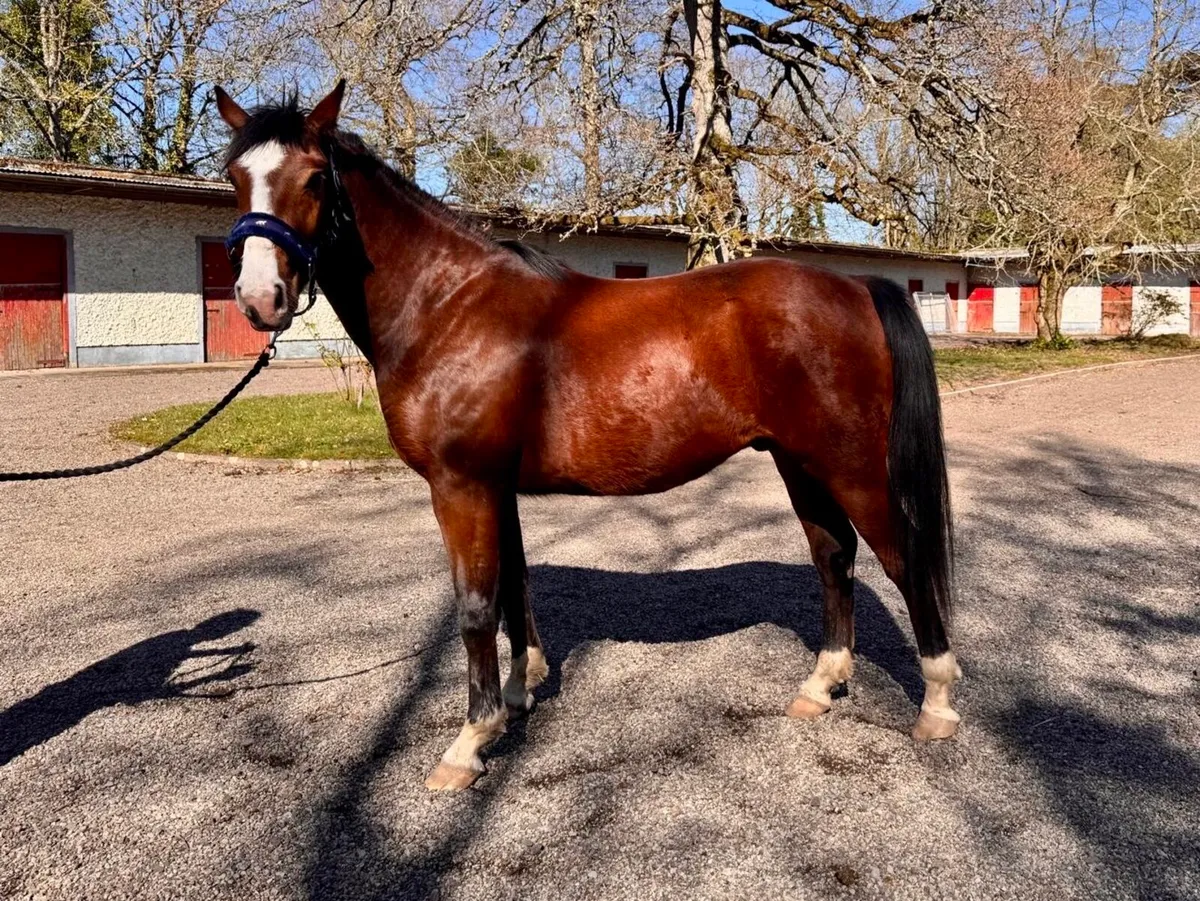 3 year old Irish Sports Horse - Image 1