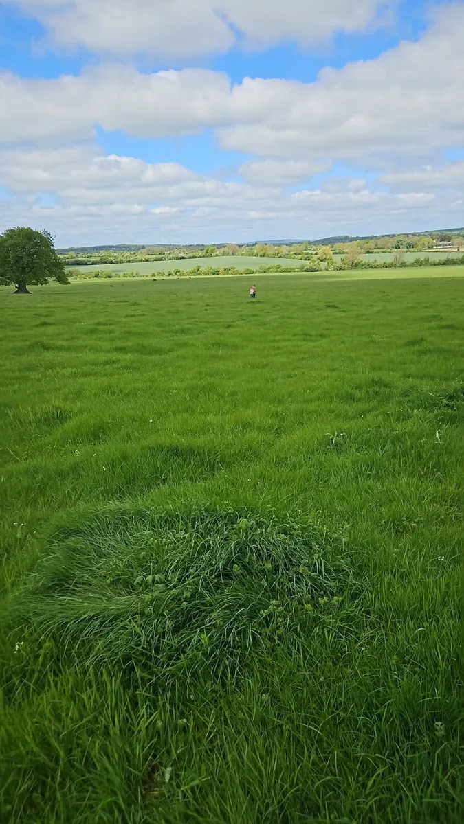 First cut silage or a cut of hay for sale