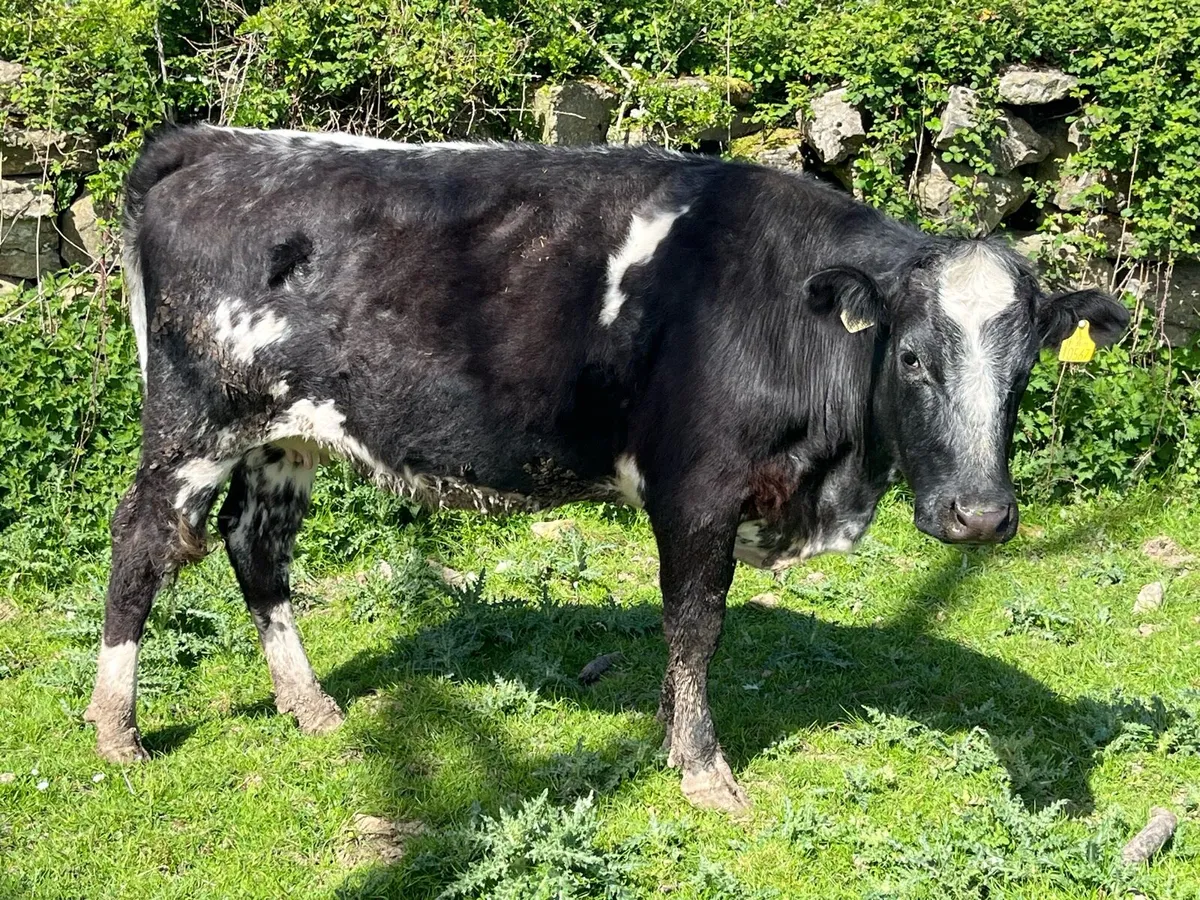 Belgian blue cow - Image 1