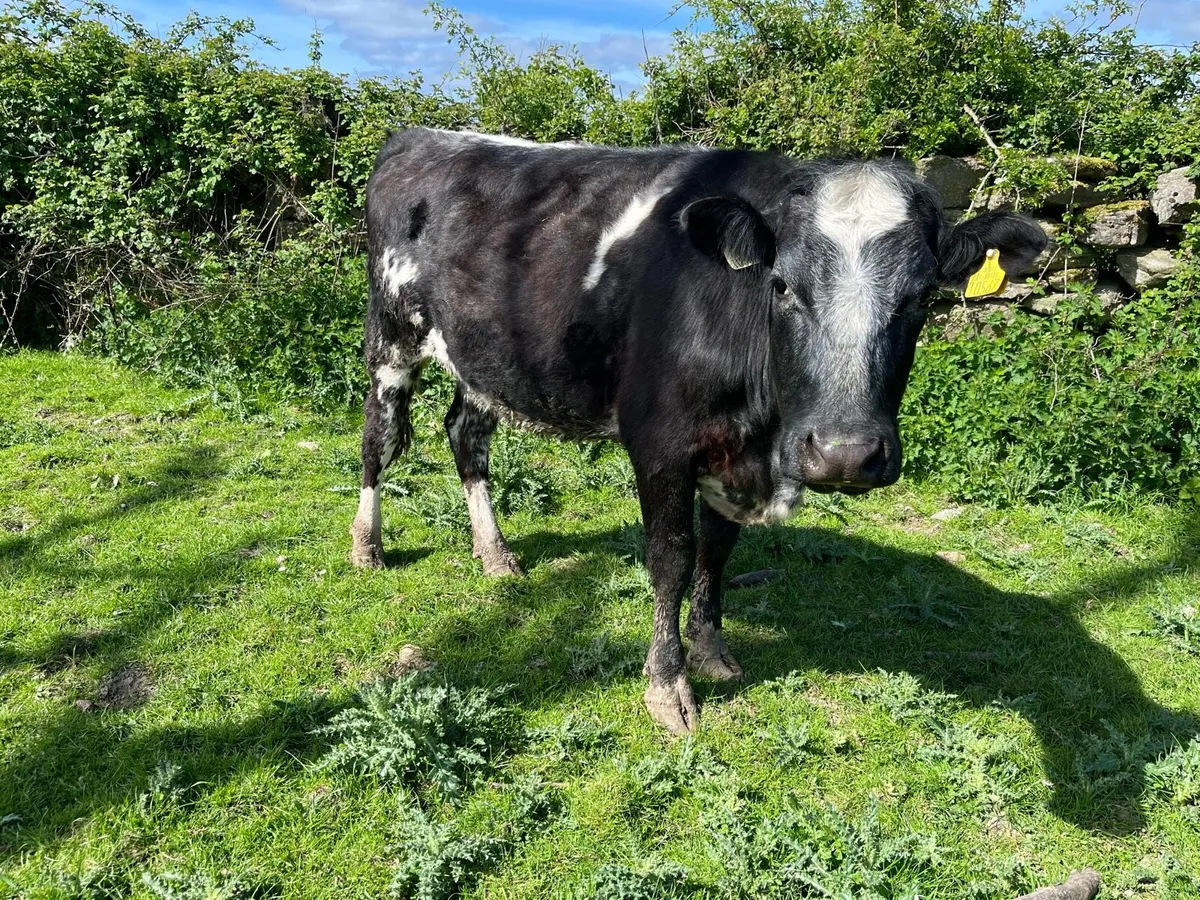 Belgian blue cow - Image 2