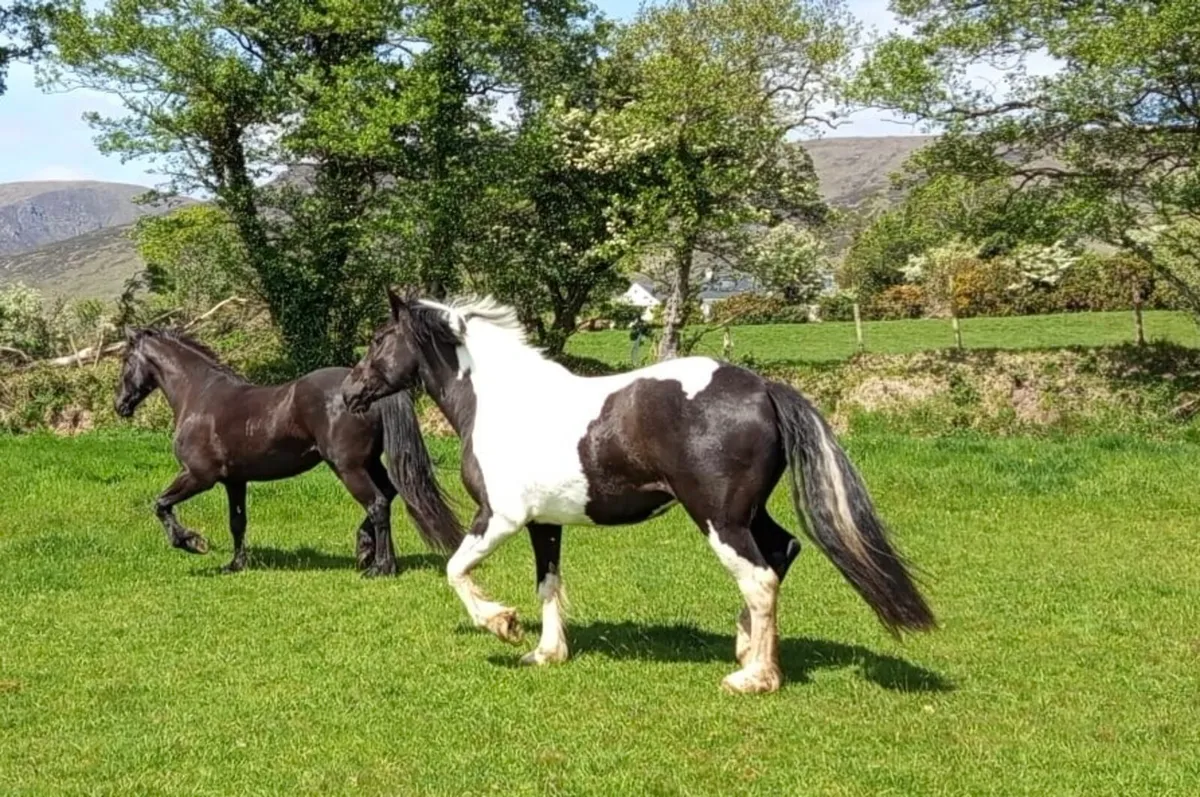 3 year old Filly for Sale - Image 4